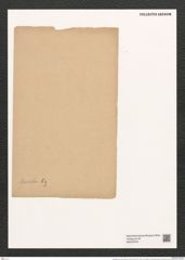 Cystopleura musculus (Kuetz.) Kunze (de-Toni-Nr.: Genus 103, Species 3128) Zeichnungen Sammlung Grunow (NHMW-BOT-W0375079)